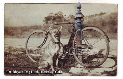 Berkeley Bicycle and Dog Hitch