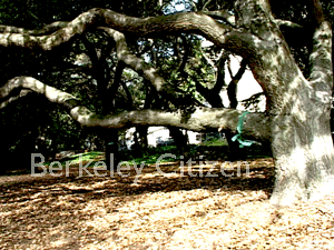 Berkeley Memorial Oak Grove