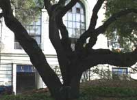 Old Oak Tree at Stadium grove