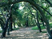 oak leaves