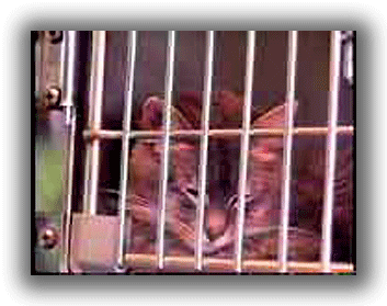 Cat in a cage