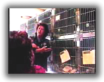Dona Spring at Animal shelter