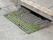 storm drain with grass growing out of the grill cover