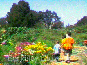 UC Berkeley Village Community Garden