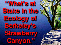Berkeley's strawberry canyon ecology
