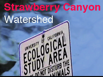 Berkeley's Strawberry Canyon watershed