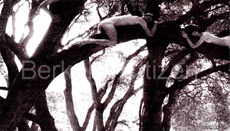 tree sitters in Oak Grove
