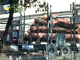 The Last Appeal for the Berkeley Stadium Memorial Oak Grove