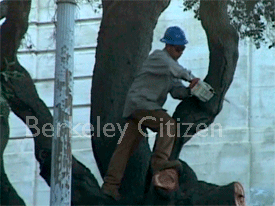 The Last Appeal for the Berkeley Stadium Memorial Oak Grove