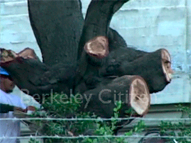 The Last Appeal for the Berkeley Stadium Memorial Oak Grove