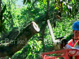 The Last Appeal for the Berkeley Stadium Memorial Oak Grove