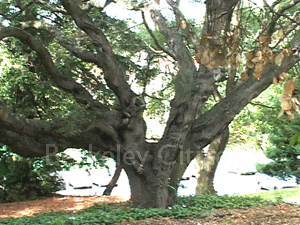 Berkeley Memorial Oak Grove