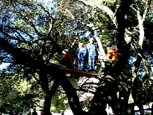Tree-sitOak Grove Press Conference
