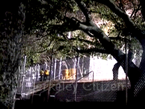 Grandmothers feed the Memorial Oak Grove Tree-Sit