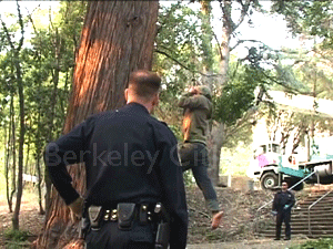 Two more tree-sitters descend Memorical Oak Grove