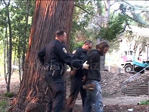 Two more tree-sitters descend Memorical Oak Grove
