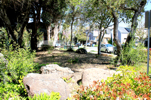 Ohlone Park East challenged landscape