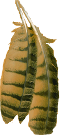 owl feathers